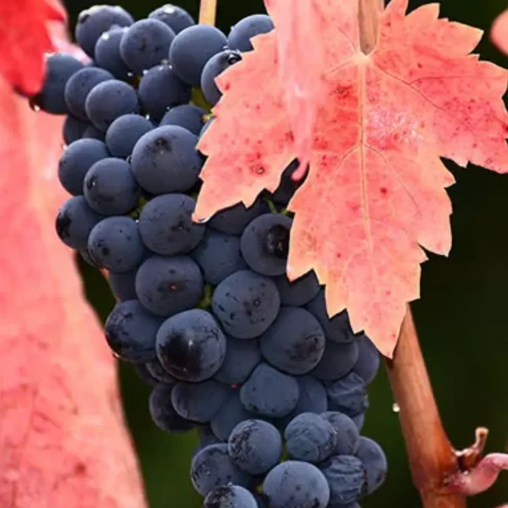 Vinos de Toro (Zamora)